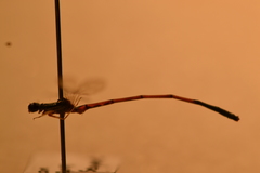 Ischnura aurora aurora