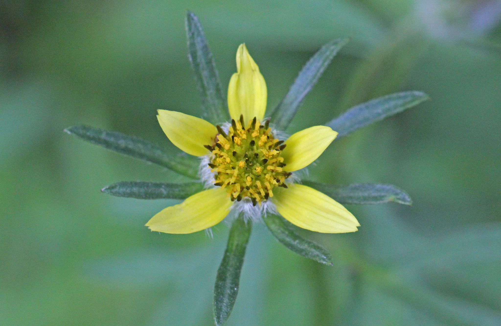 Bidens tenuisecta