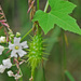 Echinopepon wrightii - Photo (c) Jerry Oldenettel, algunos derechos reservados (CC BY-NC-SA)