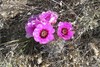 Pinkflower Hedgehog Cactus - Photo (c) Lance and Erin, some rights reserved (CC BY-NC-ND)