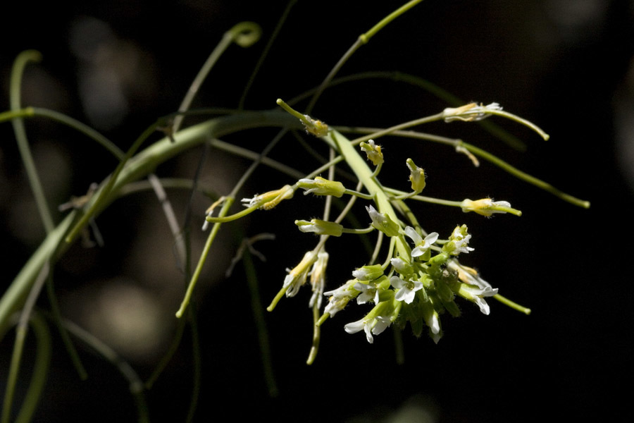 Boechera gracilipes