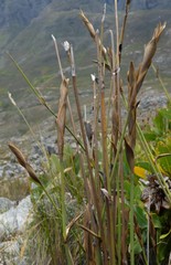Elegia grandis