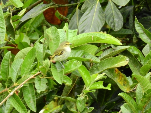 Choco Tyrannulet (Zimmerius albigularis), photo 9