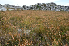 Elegia esterhuyseniae