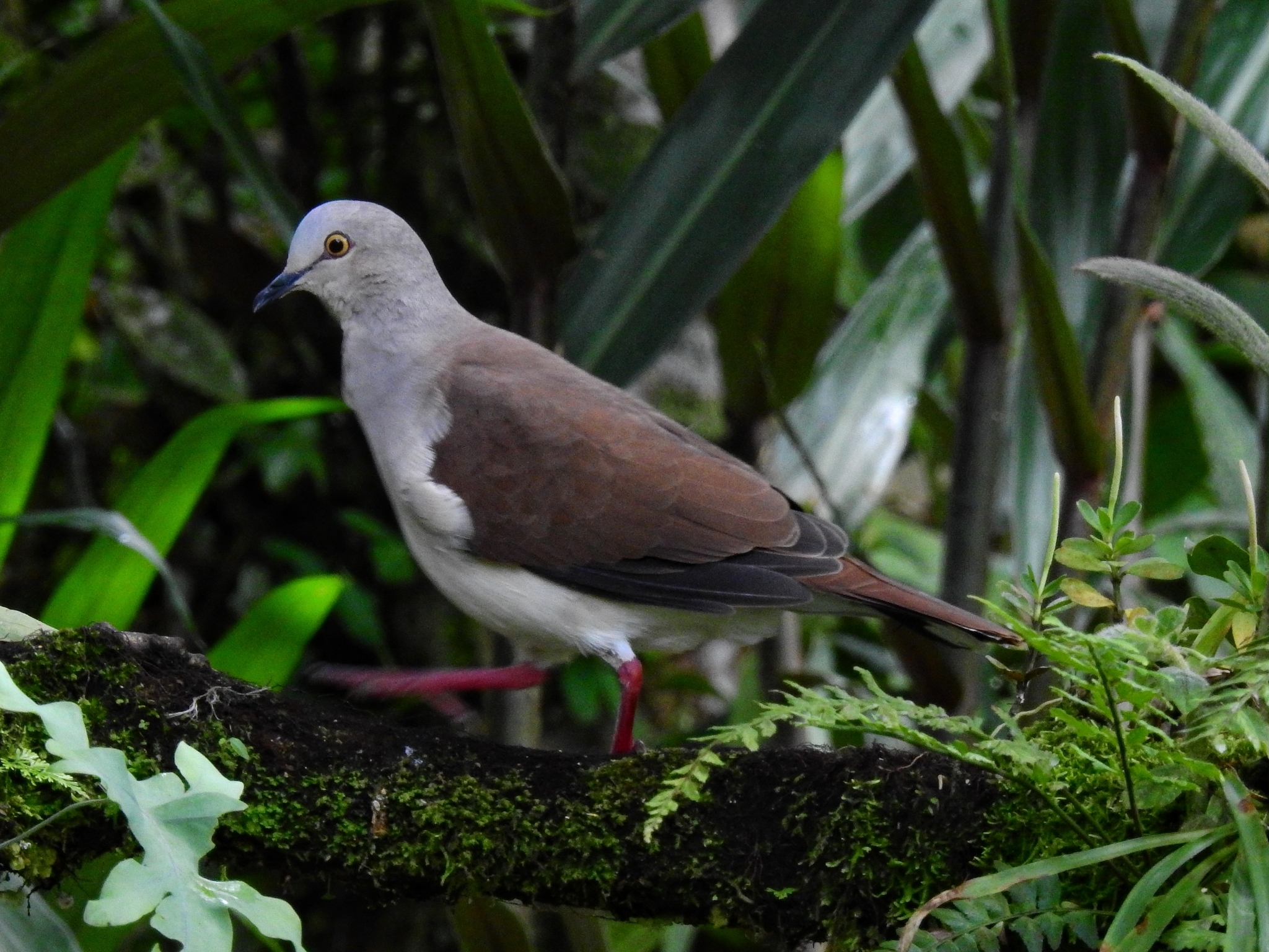 Pallid Dove (Leptotila pallida), photo 6