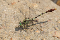 Arigomphus submedianus