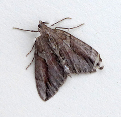 Thera cupressata