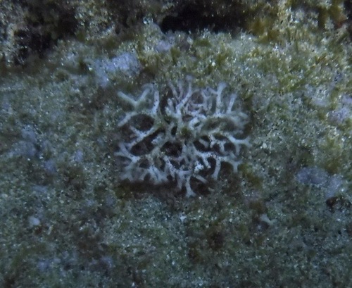 Macrocarpus perennis