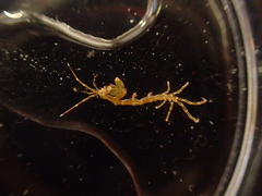 Caprella acanthifera