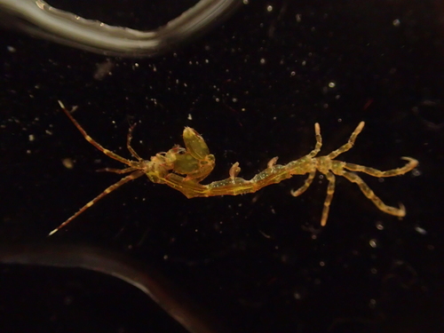 Representative image of Caprella acanthifera