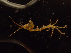 Caprella acanthifera