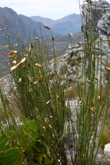 Elegia grandis