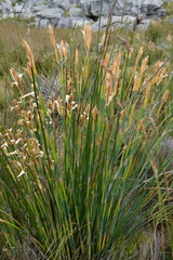 Elegia grandispicata