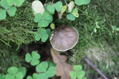 Pluteus umbrosus