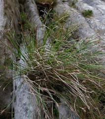 Schoenus complanatus