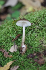 Pluteus umbrosus