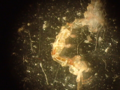 Caprella acanthifera