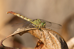 Arigomphus submedianus