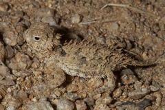 Phrynosoma coronatum