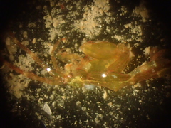 Caprella acanthifera