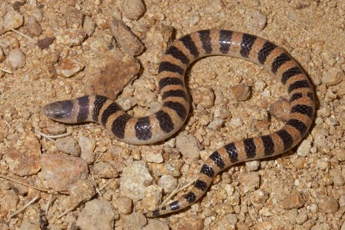 Photo of a Banded Sand Snake (fasciata) (Sonora fasciata)