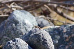 Sceloporus hunsakeri