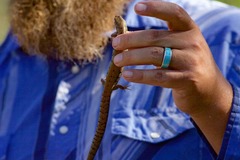 Elgaria paucicarinata