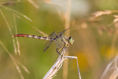 Arigomphus submedianus