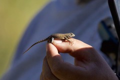 Sceloporus hunsakeri