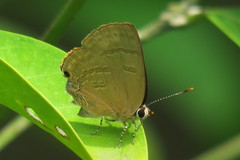 Rapala varuna orseis