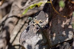 Petrosaurus thalassinus