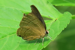 Rapala varuna orseis