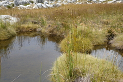 Elegia grandispicata