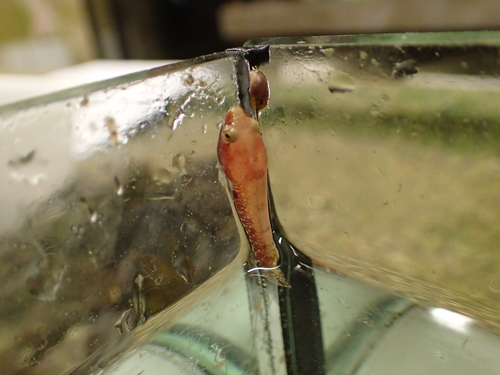 Tweevlek-zuignapvis (Diplecogaster bimaculata) — Gobiesocidae — 2