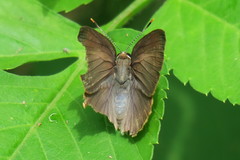 Rapala varuna orseis