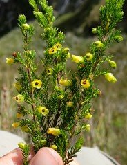 Erica blandfordia