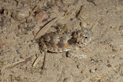 Phrynosoma coronatum