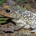 Cuban Spotted Toad - Photo (c) Thomas Brown, some rights reserved (CC BY), uploaded by Thomas Brown