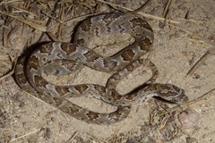 Trimorphodon lyrophanes