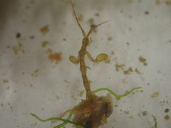 Caprella acanthifera