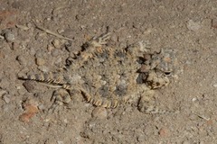 Phrynosoma coronatum