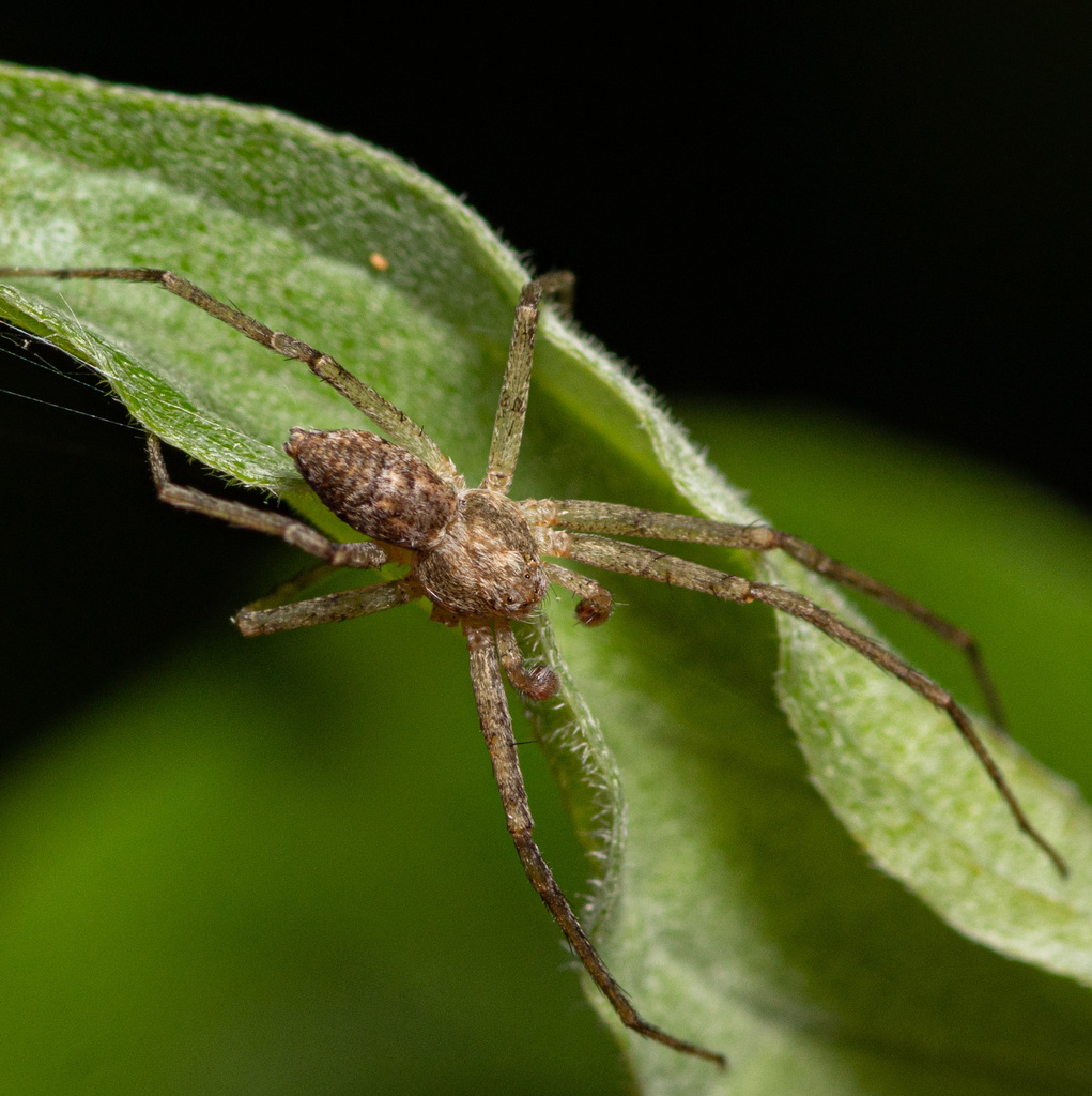 Philodromus placidus