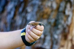 Sceloporus licki