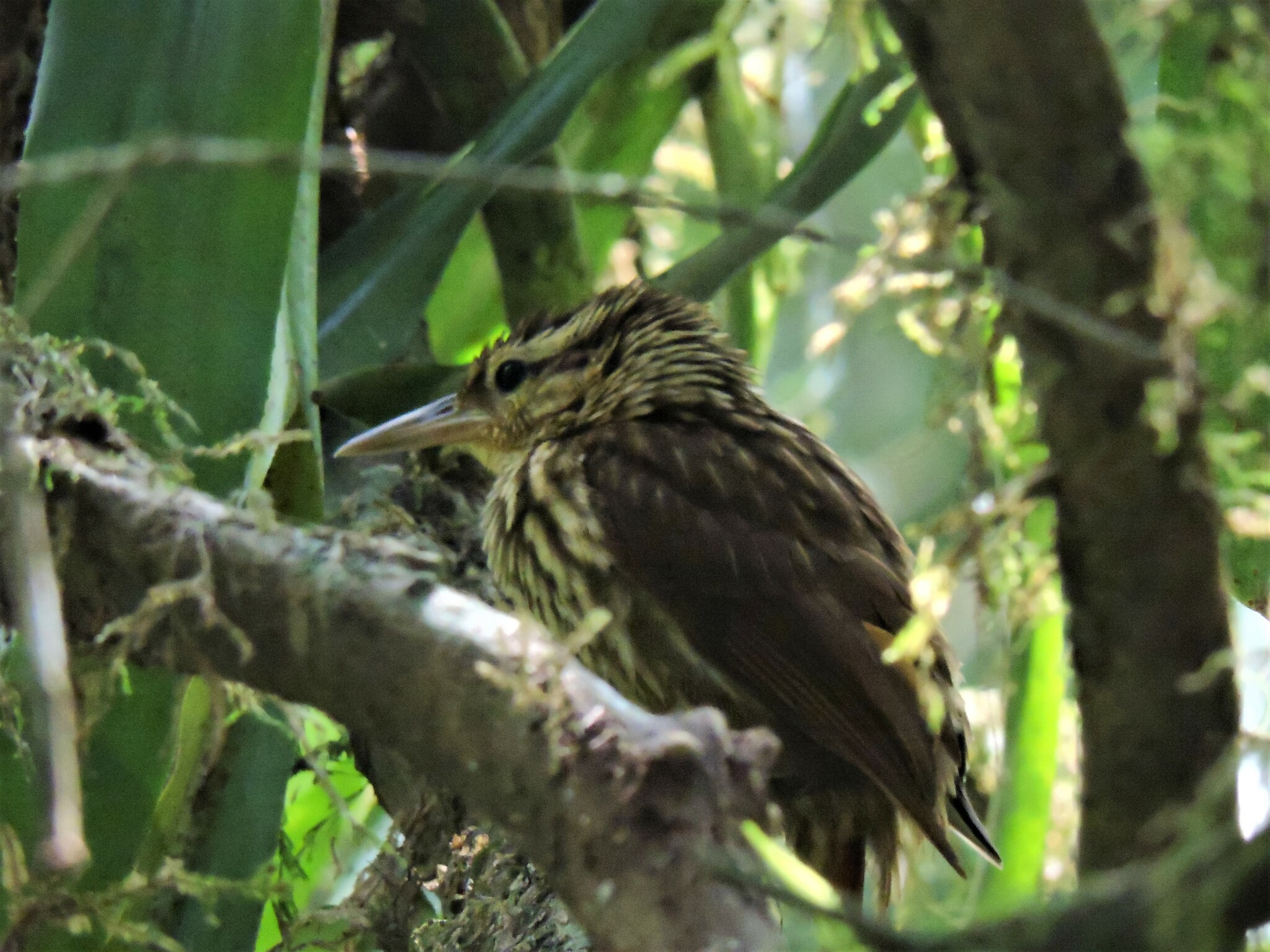 Pale-browed Treehunter (Cichlocolaptes leucophrus), photo 7