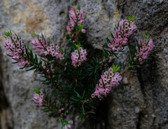 Erica dodii