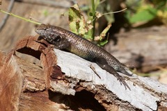 Sceloporus licki