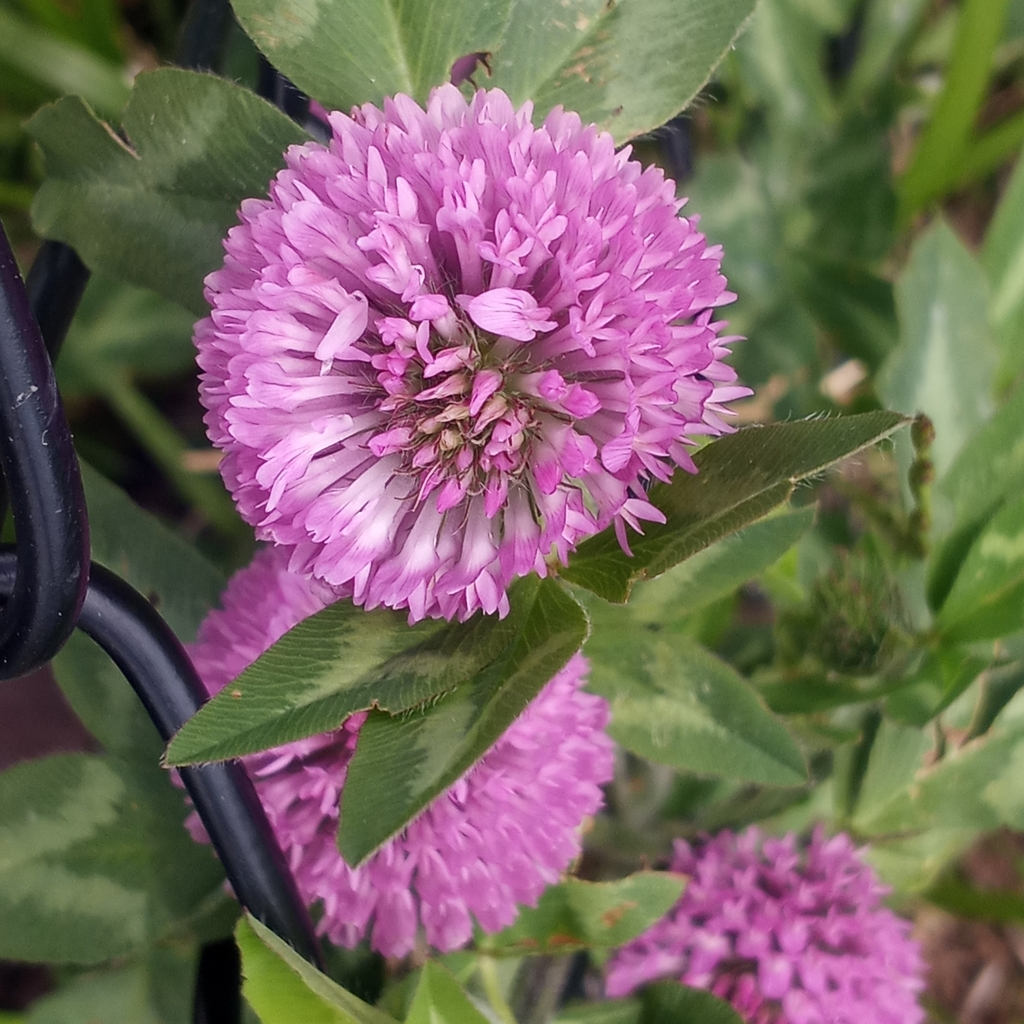 Red Clover from Preston, MD 21655, USA on May 08, 2023 at 0225 PM by