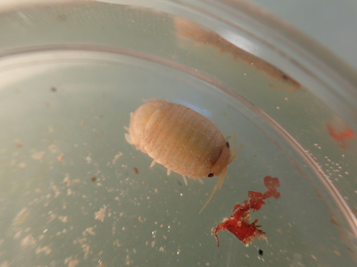 Sphaeroma serratum