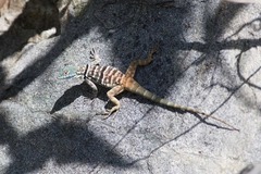 Petrosaurus thalassinus