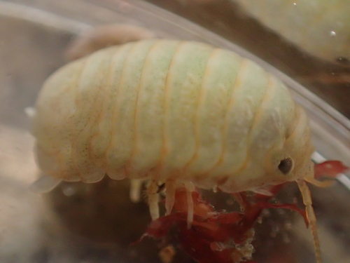 Sphaeroma serratum
